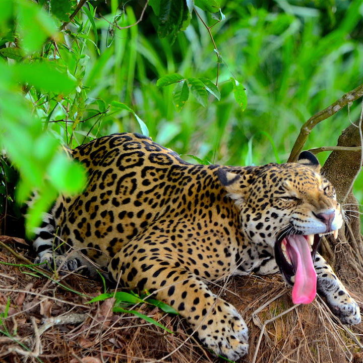 Brazilian Pantanal: jaguar