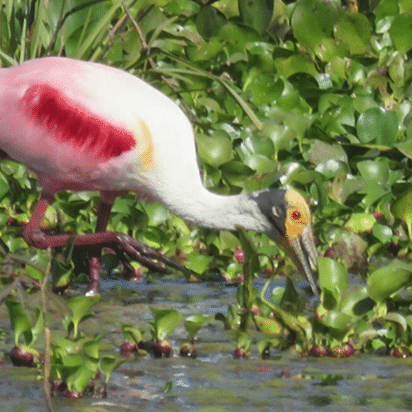 Brazilian Pantanal: Roseate spoonbill
